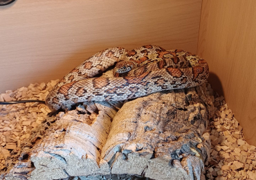 Jungle Corn Snake + Vivarium + Cupboard