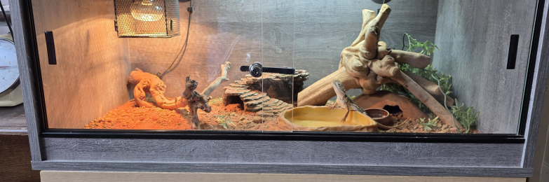 Rankins bearded dragon with vivarium and accessories £300