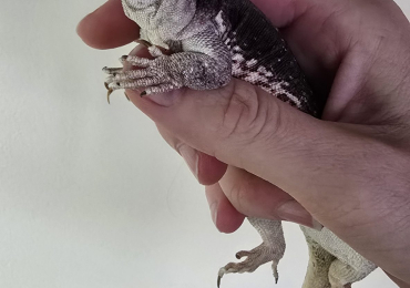 Desert Iguana x 2