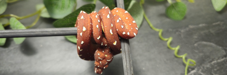 UKCBB Cyclops Mountain x Biak Green Tree Python