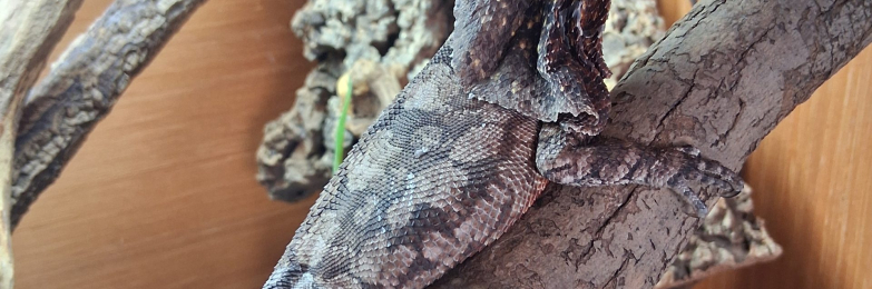 Frilled Dragon