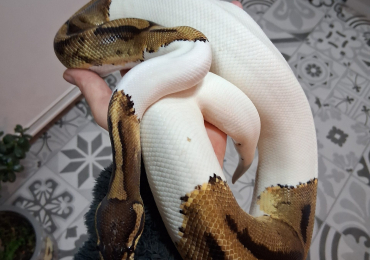Ball python