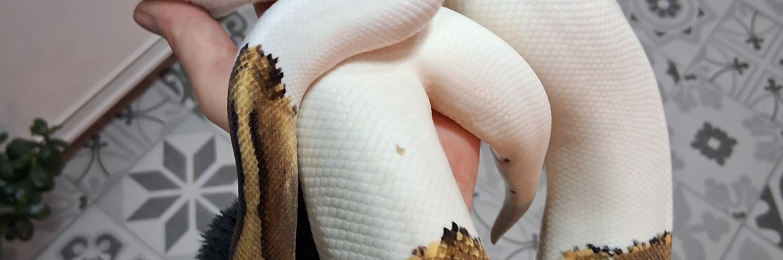 Ball python