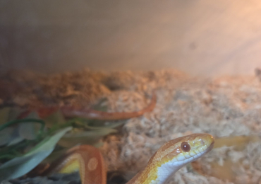 Butter motley corn snake