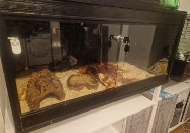 Yellow Butter Corn Snake and Viv set up
