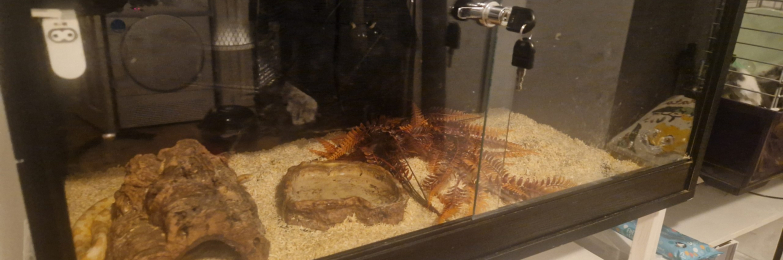 Yellow Butter Corn Snake and Viv set up