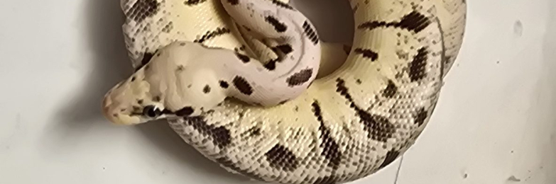 Various Ball Pythons