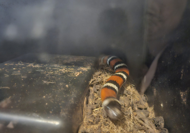 King milk snake