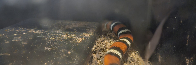 King milk snake
