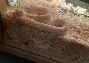 Albino hognose snake