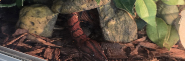 Snakes for sale