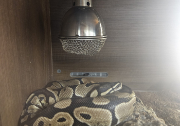 Royal python