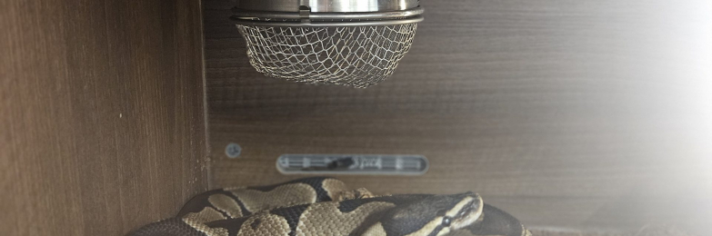 Royal python