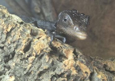 Black Tree Monitor