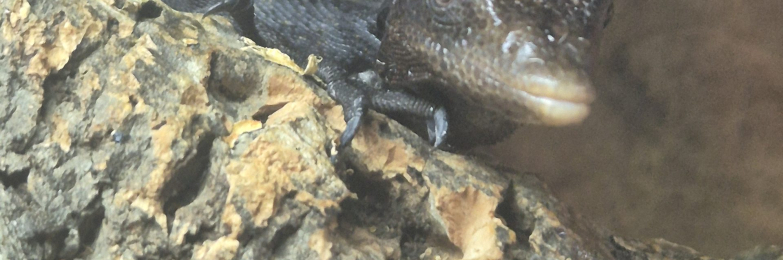 Black Tree Monitor