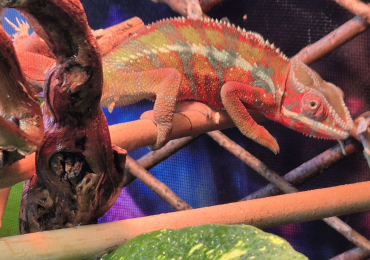 Year old panther chameleons.