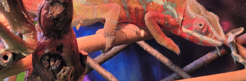 Year old panther chameleons.