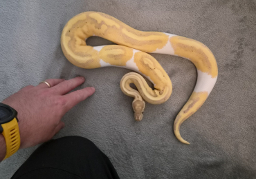 CB25 Male Banana Pied Royal Python