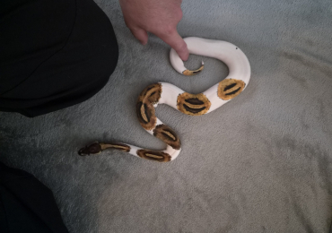 CB25 female Pied het Clown Royal Python