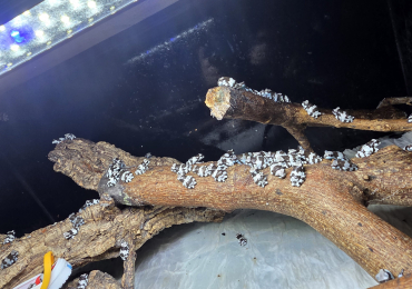 amazon milk frogs
