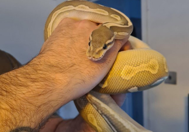 Ball Python Female For Sale
