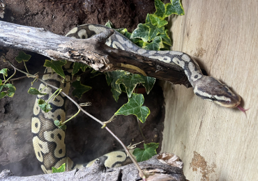 Pastel Royal Python with full vivarium set up