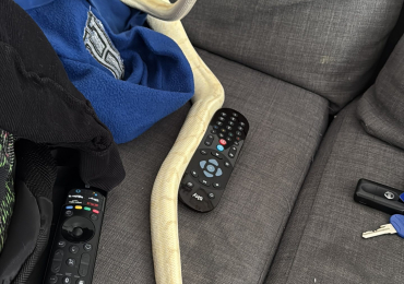Banana Ball python