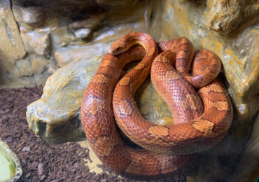 Corn snake
