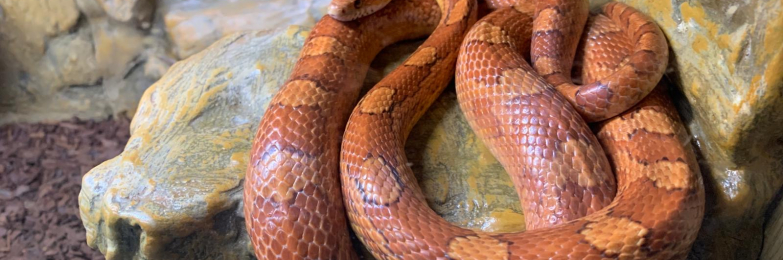 Corn snake