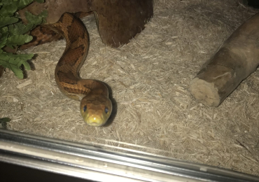 Corn Snake and housing