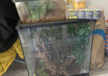 3 baby crested geckos and full set up.