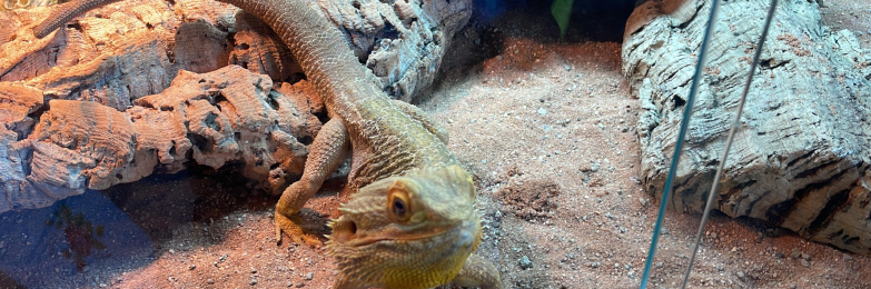 Bearded Dragon male