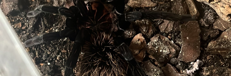 xenesthis immanis AF 