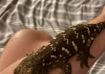 Leachianus Gecko + Exo Terra Viv
