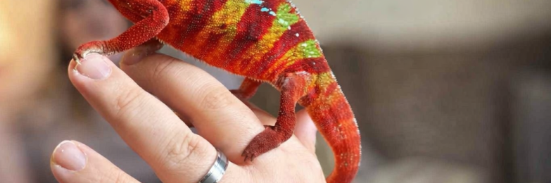 Panther chameleon
