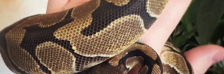 Royal Python