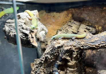 2 female gold dust day geckos