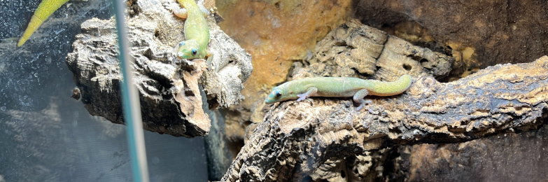 2 female gold dust day geckos