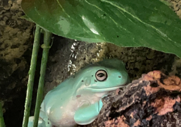 2 White tree frogs + All Equipment included