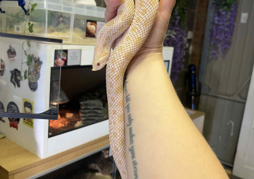 Arctic Albino Anaconda Female Hognose