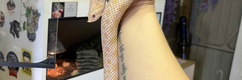 Arctic Albino Anaconda Female Hognose