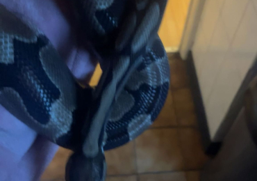 Male Royal Python