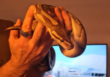 Ball Python Female For Sale