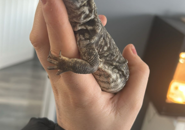 Uromastyx lizard.