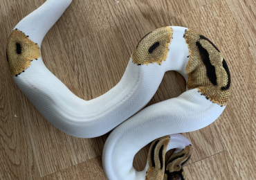 Pastel pied royal python with emoji