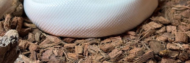 Banana karma Royal python