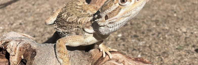 Rankins dragon and enclosure
