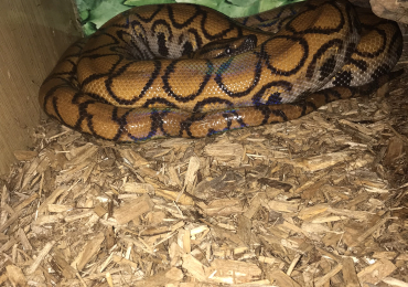 Rainbow Boa and housing