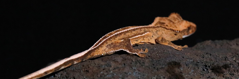 Quadstripe Superstripe Crested Gecko Hatchling