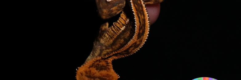 Pinstripe Crested Gecko Hatchling